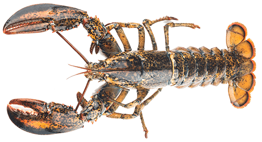Boston Lobster